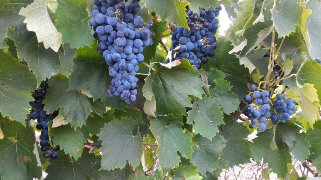 【ワインは特別なお酒】ブドウの品種や最適な栽培環境について