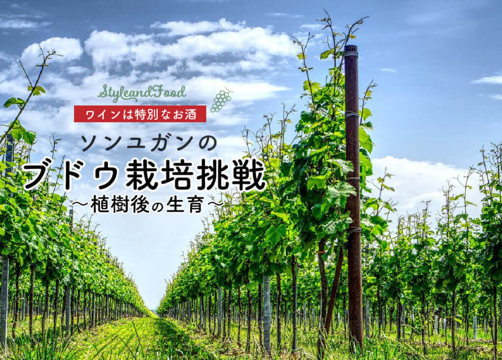 【ワインは特別なお酒】ソンユガンのブドウ栽培挑戦～植樹後の生育〜