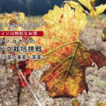 【ワインは特別なお酒】ソンユガンのブドウ栽培挑戦　〜ブドウ葉の黄変と落葉〜