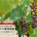 【ワインは特別なお酒】ソンユガンのブドウ栽培挑戦 〜ブドウの成熟まで〜