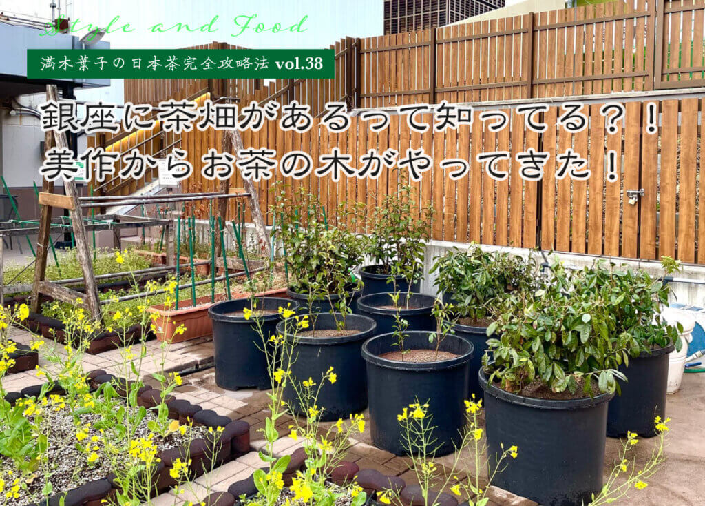 【満木葉子の日本茶完全攻略法vol.38】銀座に茶畑があるって知ってる？！美作からお茶の木がやってきた！