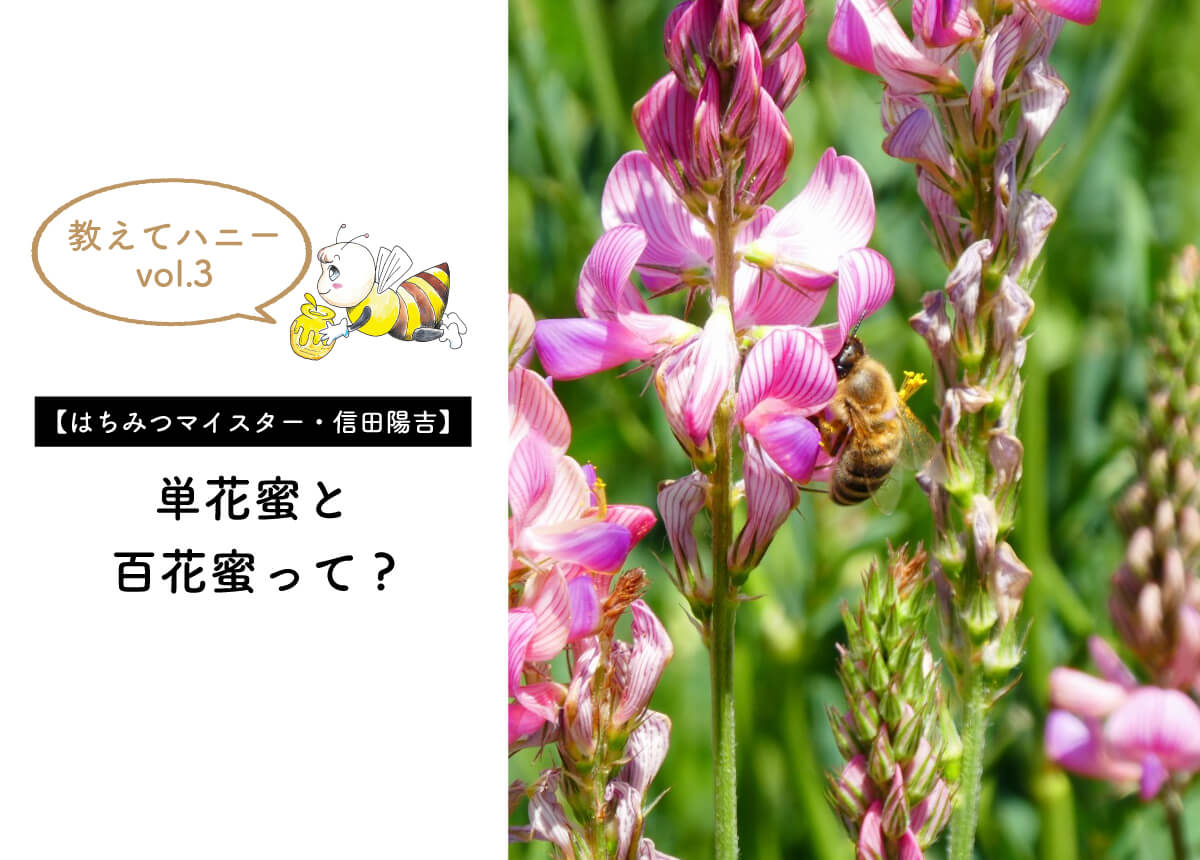 【はちみつマイスター信田・教えてハニーvol.3】単花蜜と百花蜜って?