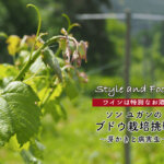 【ワインは特別なお酒】ソンユガンのブドウ栽培挑戦 〜芽かきと病害虫〜