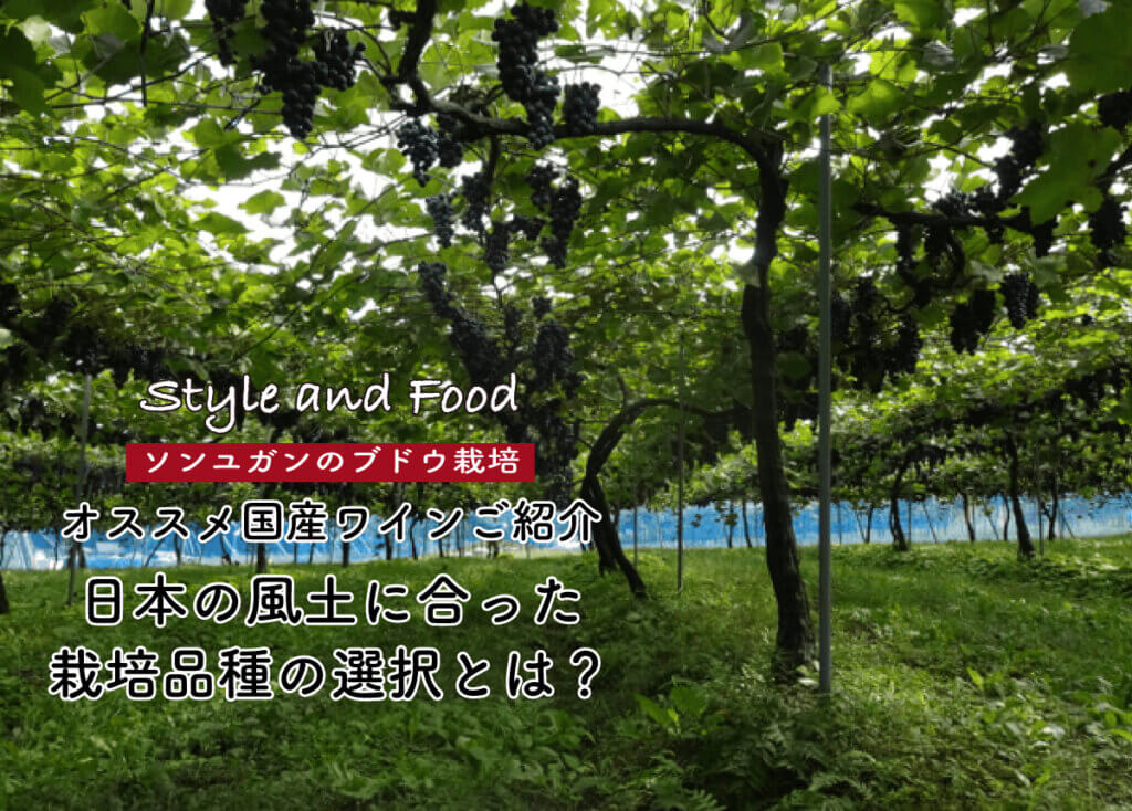 【ソンユガンのブドウ栽培】日本の風土に合った栽培品種の選択とは？