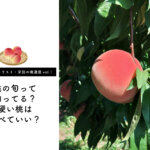 【桃のスペシャリスト・宇別の桃通信vol.1】桃の旬って知ってる？硬い桃は食べていい？